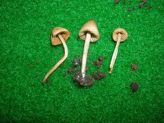 Una Conocybe al Giardino botanico